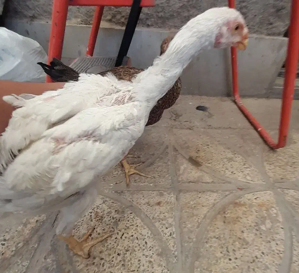 جوجه لاری|حیوانات مزرعه|محمدشهر, یزدیها|دیوار