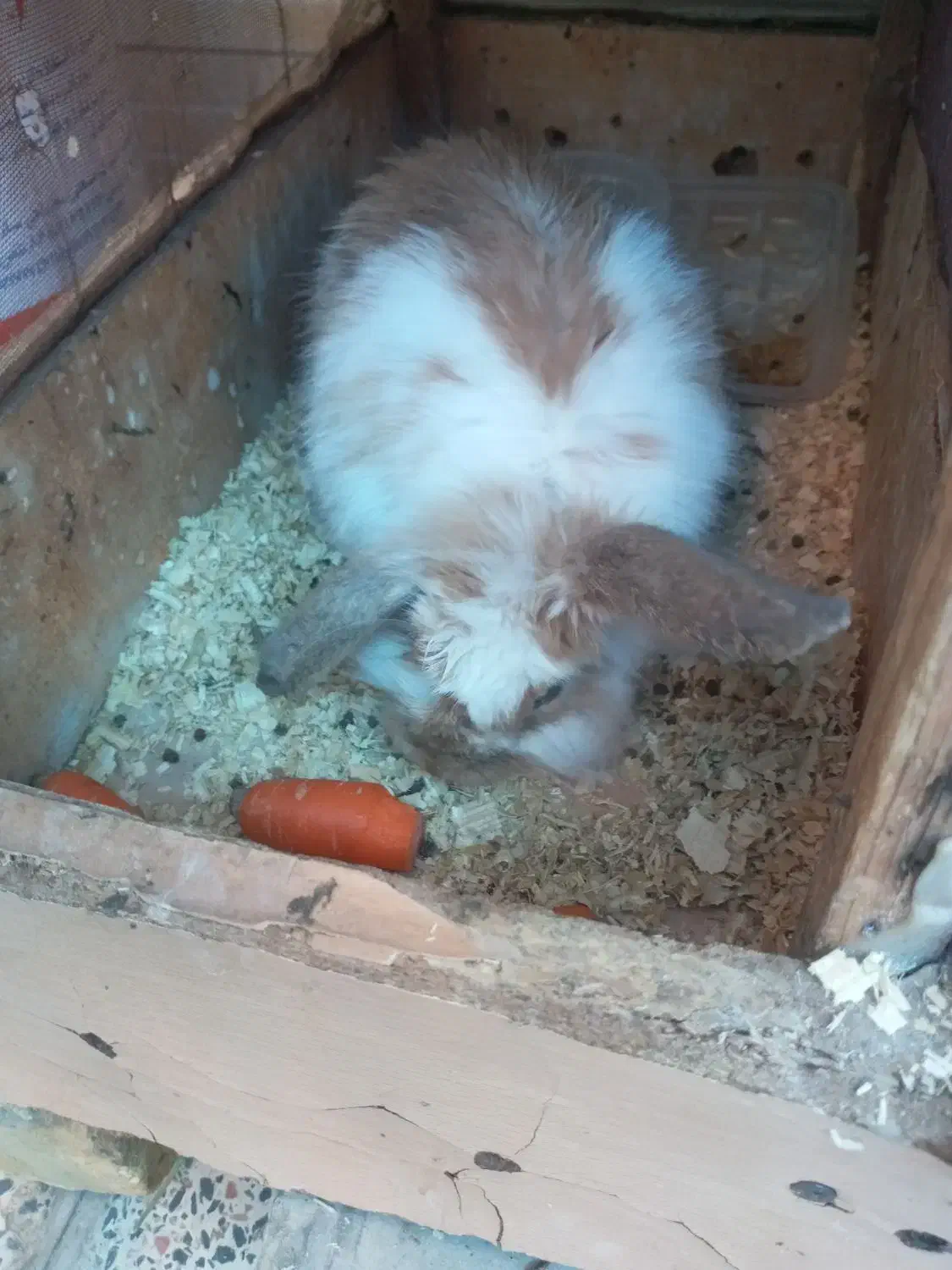 خرگوش لپ|موش و خرگوش|فلاورجان, |دیوار