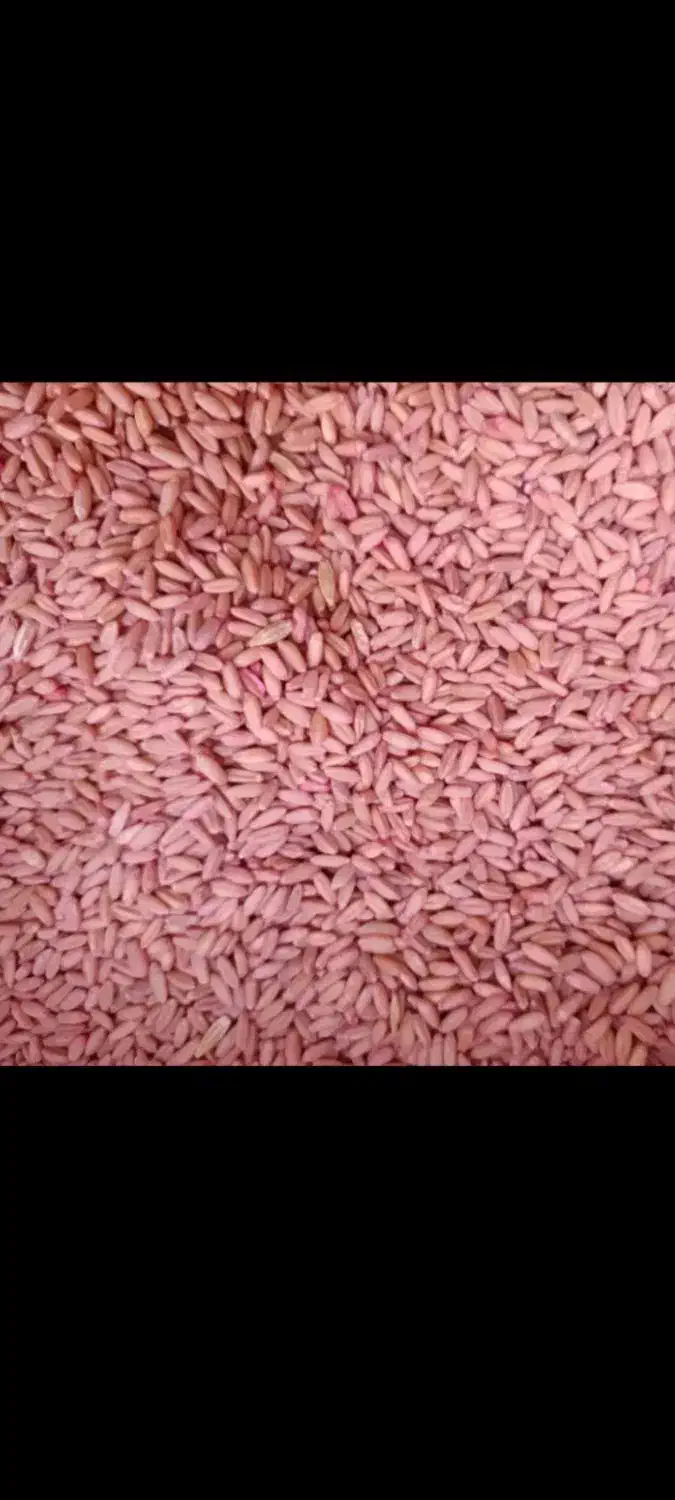 گندم دیم بذری|گل و گیاه طبیعی|تهران, میدان میوه و تره‌بار مرکزی|دیوار