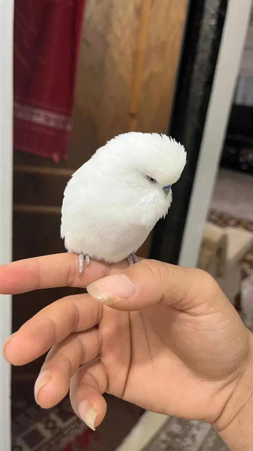 مرغ عشق انگلیسی|پرنده|محمودآباد, |دیوار