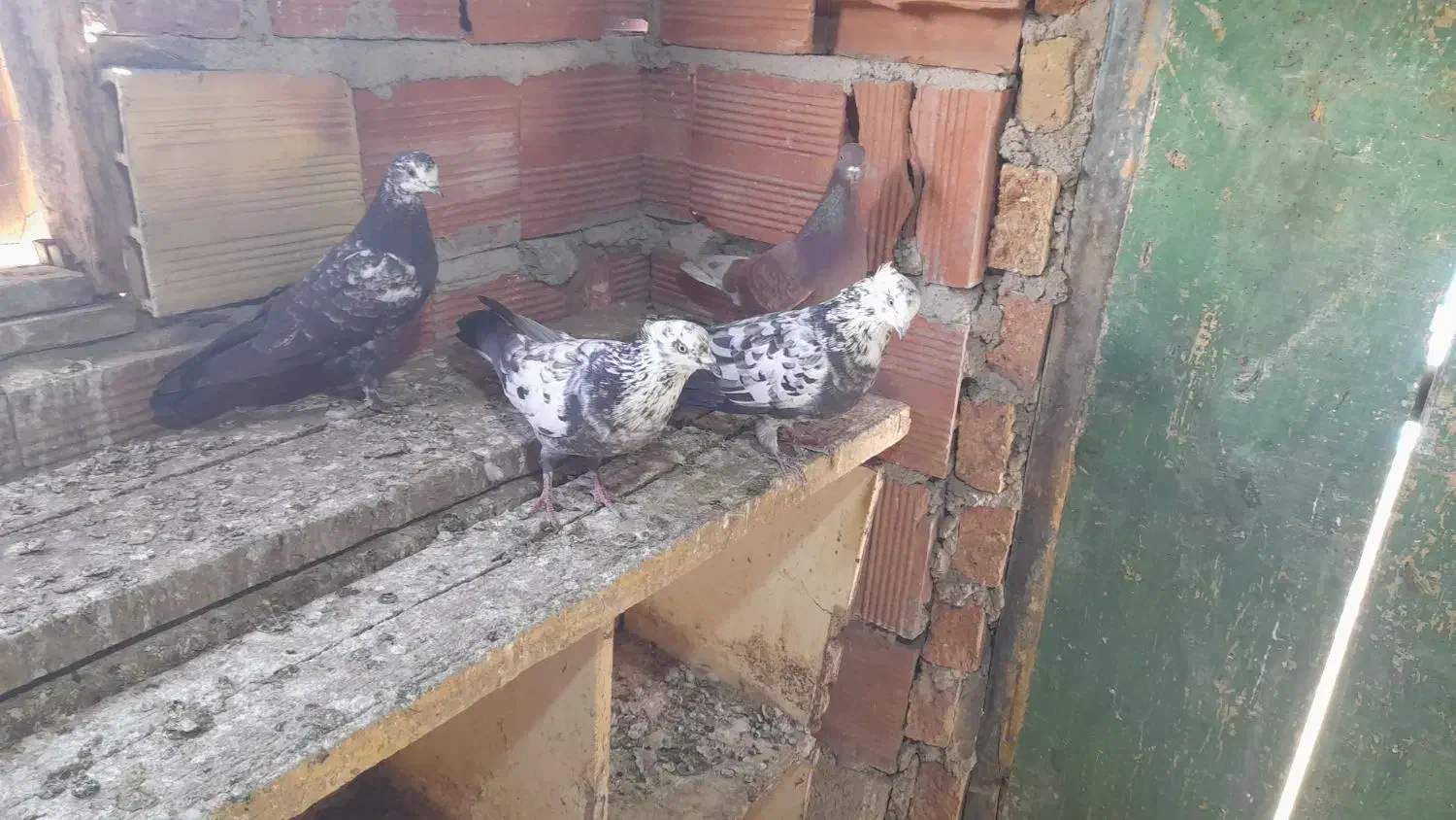 چهار عدد طوقی|پرنده|ویلکیج, |دیوار