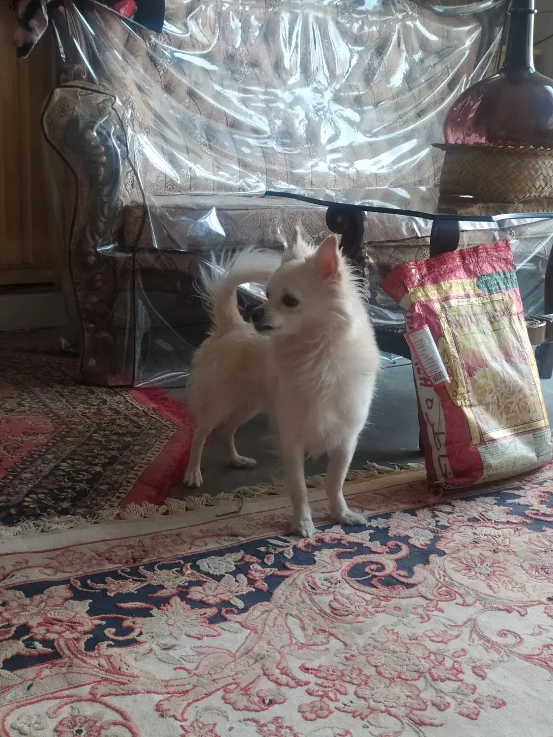 سگ خانگی|سگ|پیر بکران, |دیوار