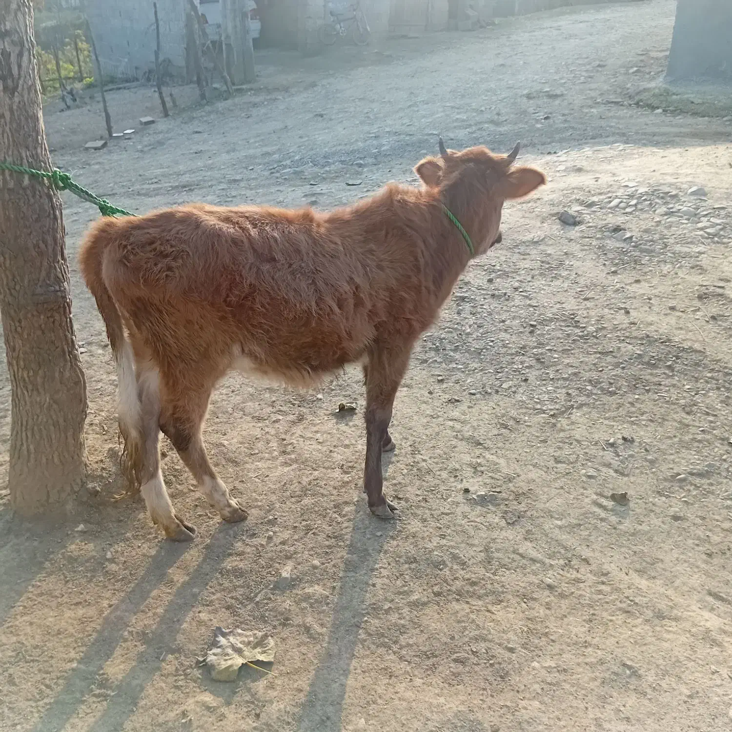 حیوانات مزرعه|حیوانات مزرعه|سیاهکل, |دیوار