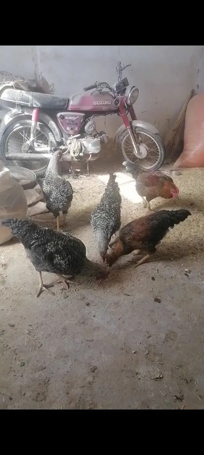 حروس|حیوانات مزرعه|مشهد, شهرک مهرگان|دیوار