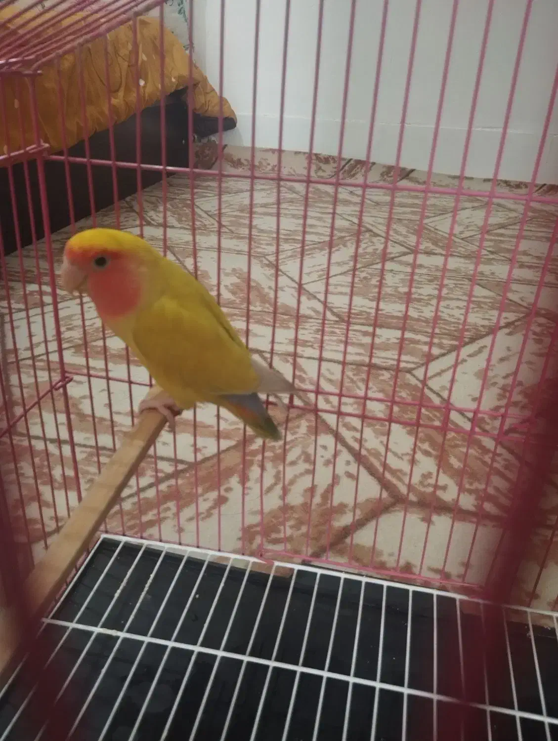 کوتوله برزیلی دره شهر|پرنده|دره شهر, |دیوار