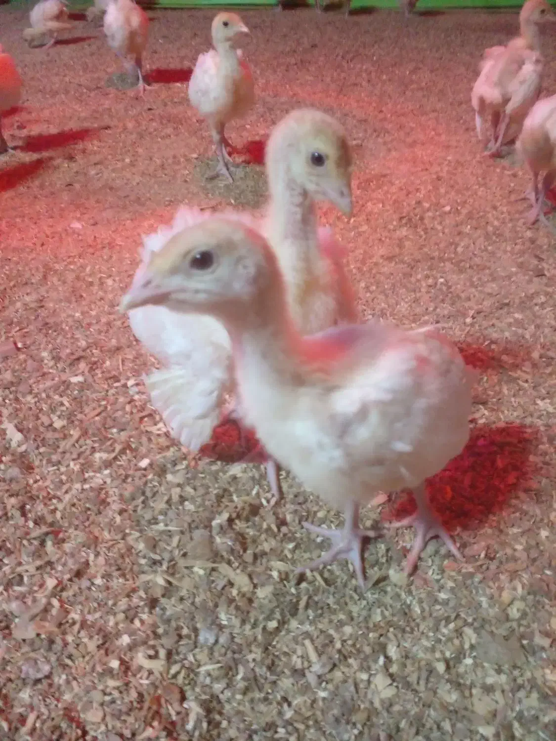 جوجه بیوتی|حیوانات مزرعه|اقبالیه, |دیوار