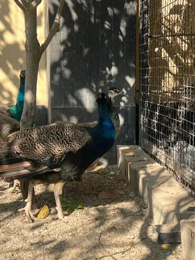 طاووس نر هندی ۱۸ ماهه|پرنده|رودهن, |دیوار