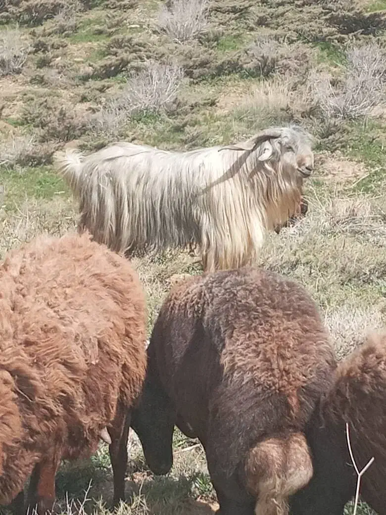 دوبرشهرکردی ۳سال اصیلو جنسدار|حیوانات مزرعه|فریدونشهر, |دیوار