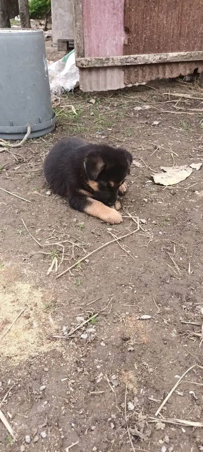 ژرمن ماده|سگ|سنگر, |دیوار