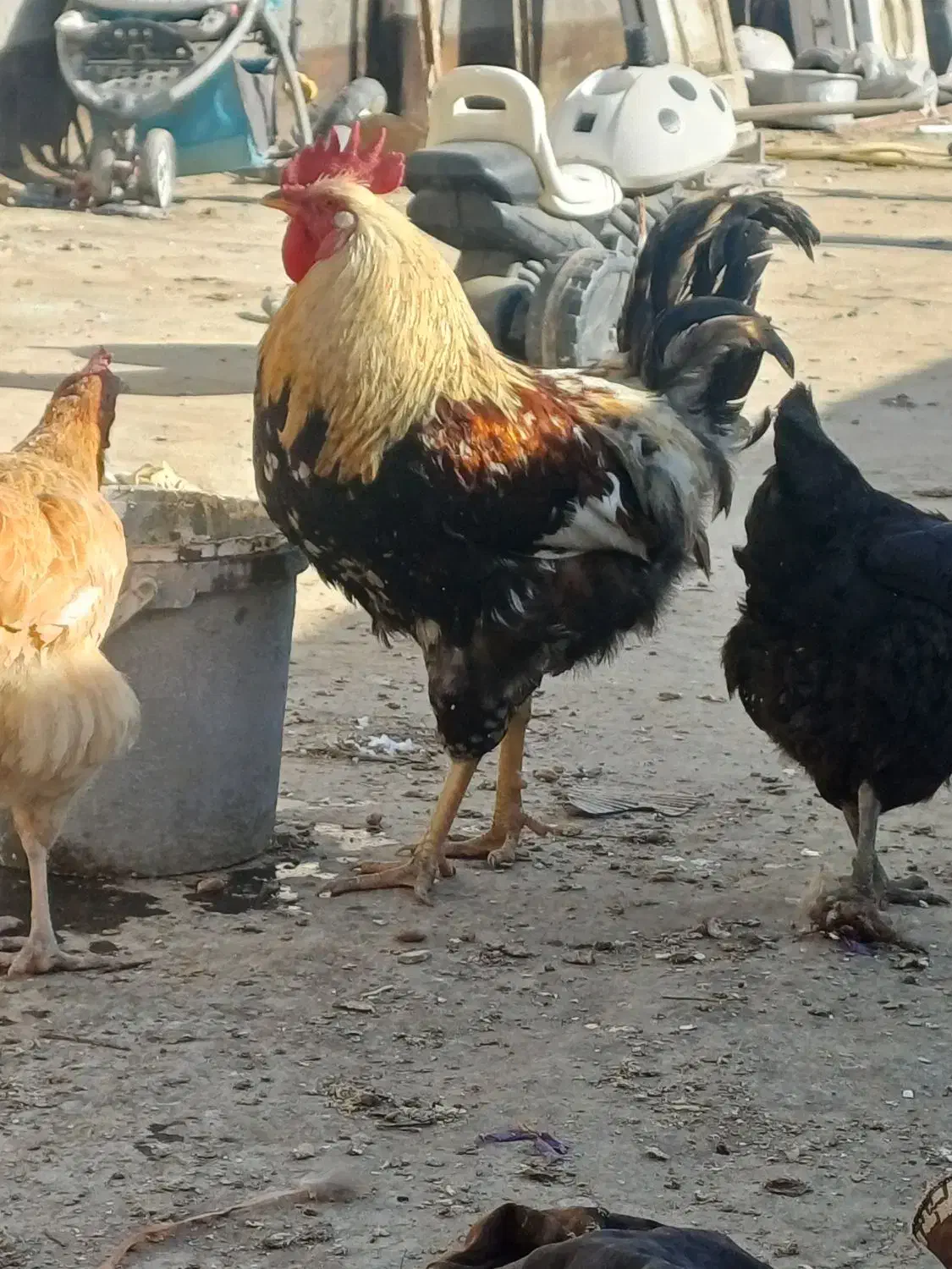 خروس|حیوانات مزرعه|مشهد, امیرآباد|دیوار