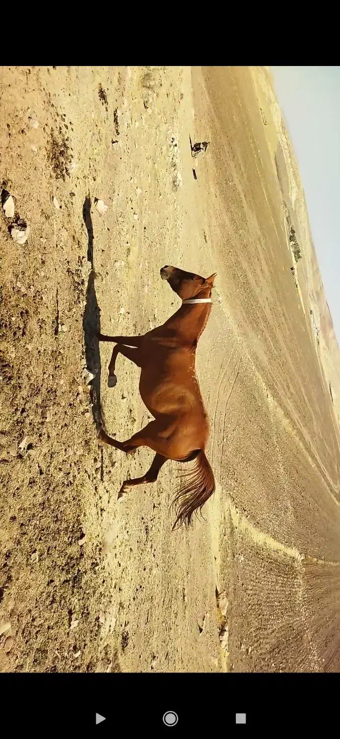 مادیان|اسب و تجهیزات اسب‌سواری|کرمانشاه, |دیوار