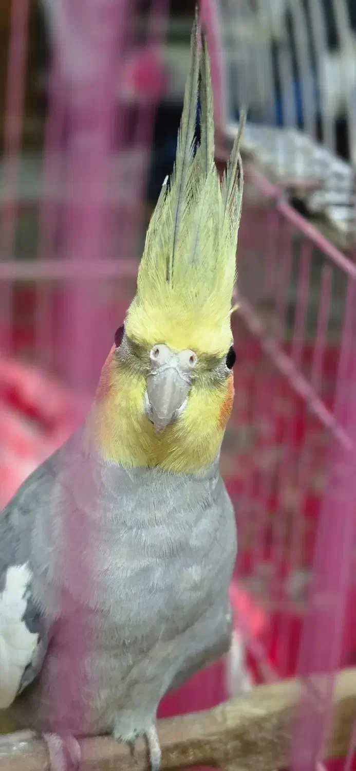 عروس هلندی نر|پرنده|شلمان, |دیوار