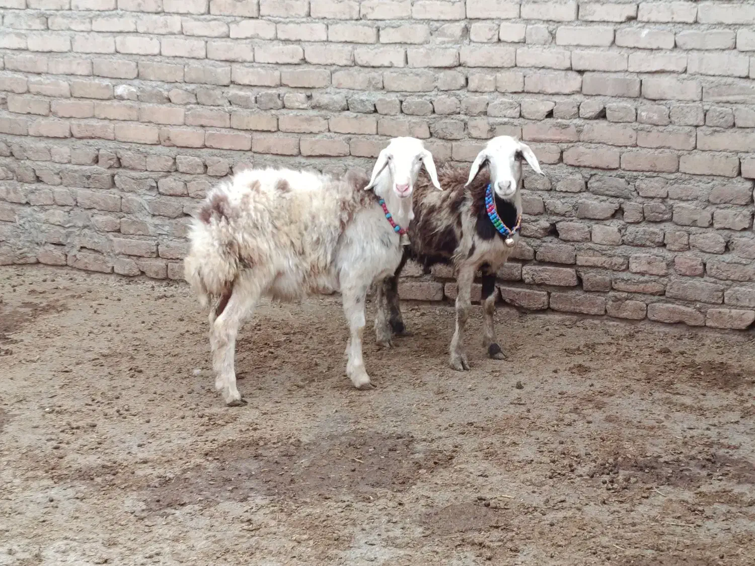 افشاری پلنگی|حیوانات مزرعه|دورود, |دیوار