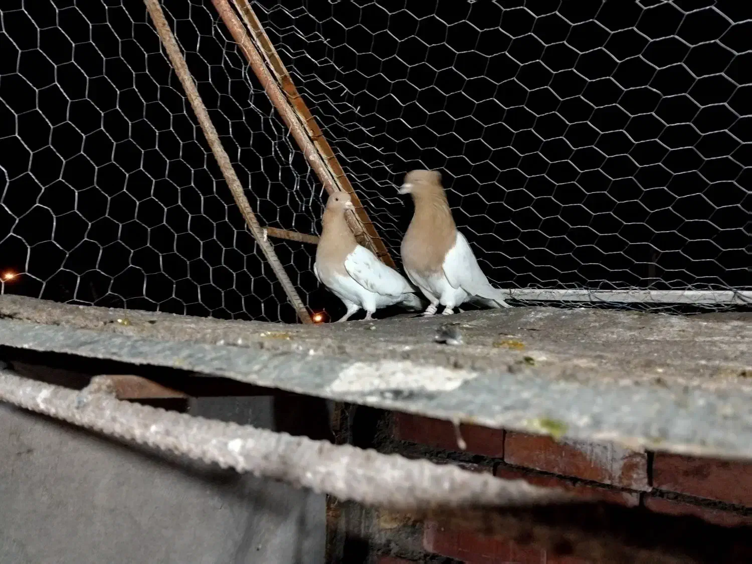 جفت کله زرد|پرنده|کرمان, |دیوار