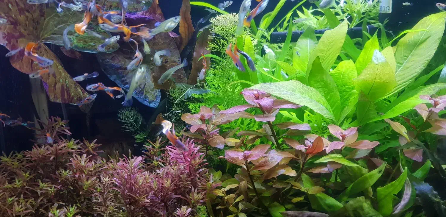 گیاه اکواریومی|ماهی|مشهد, نیزه|دیوار