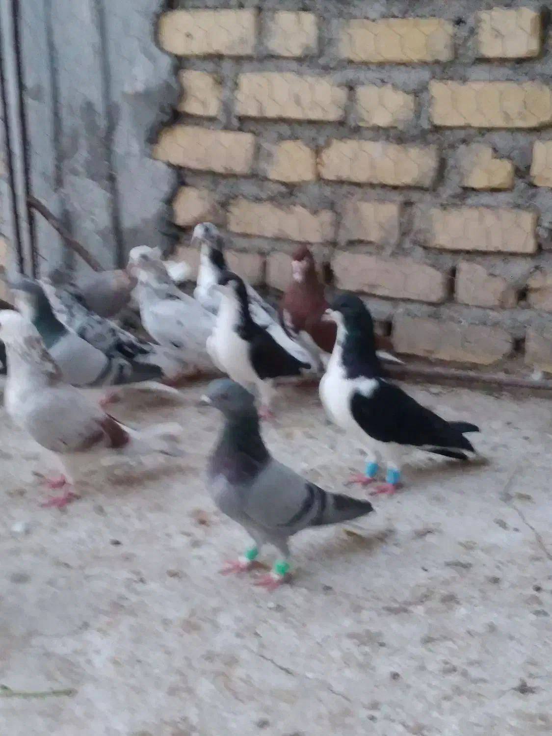 کبوتر بهبهونی شهری|پرنده|شیراز, دروازه اصفهان|دیوار