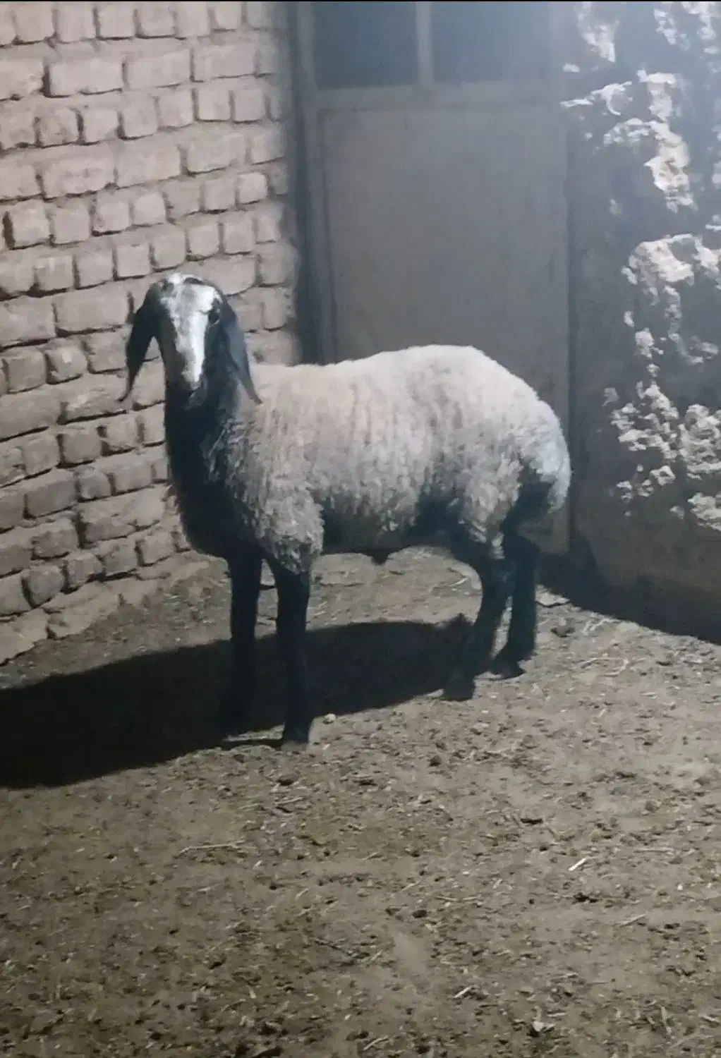 بره نر شالی|حیوانات مزرعه|رامند, |دیوار