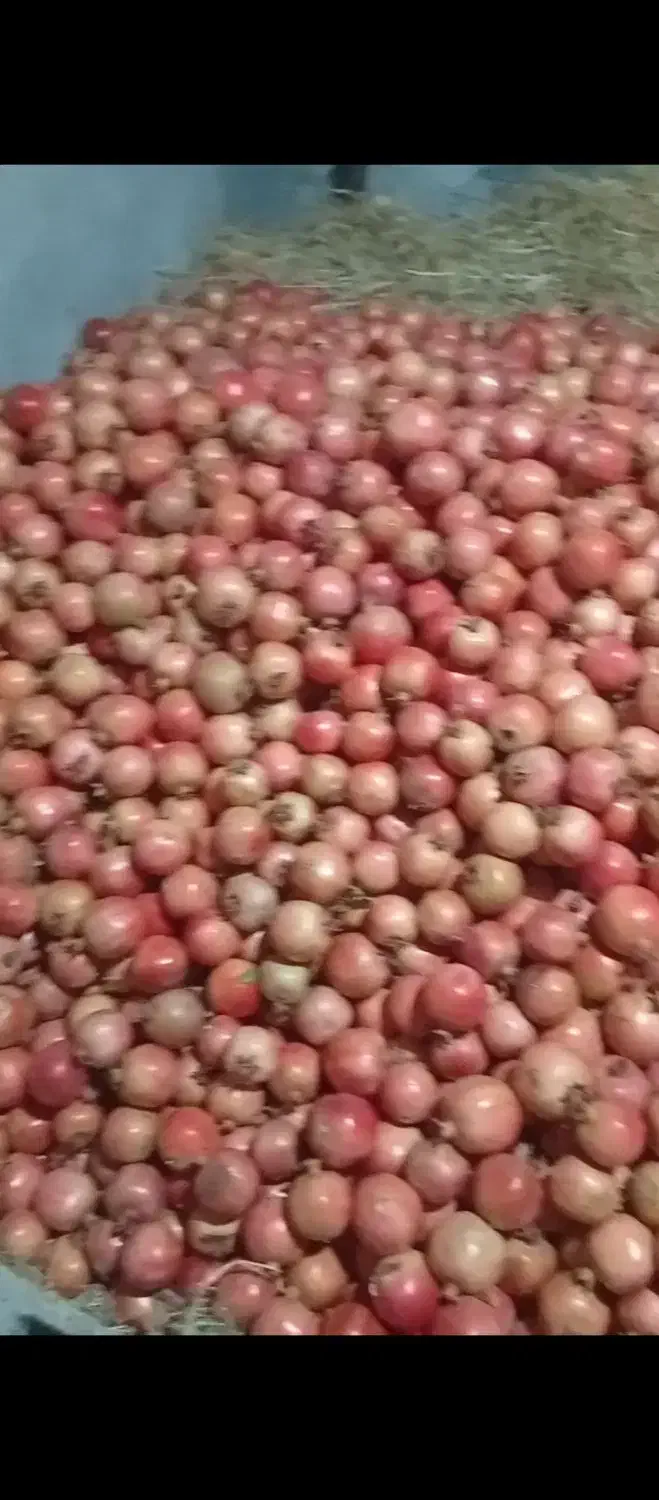 فروش انار خس|عمده‌فروشی|کوهمره, |دیوار