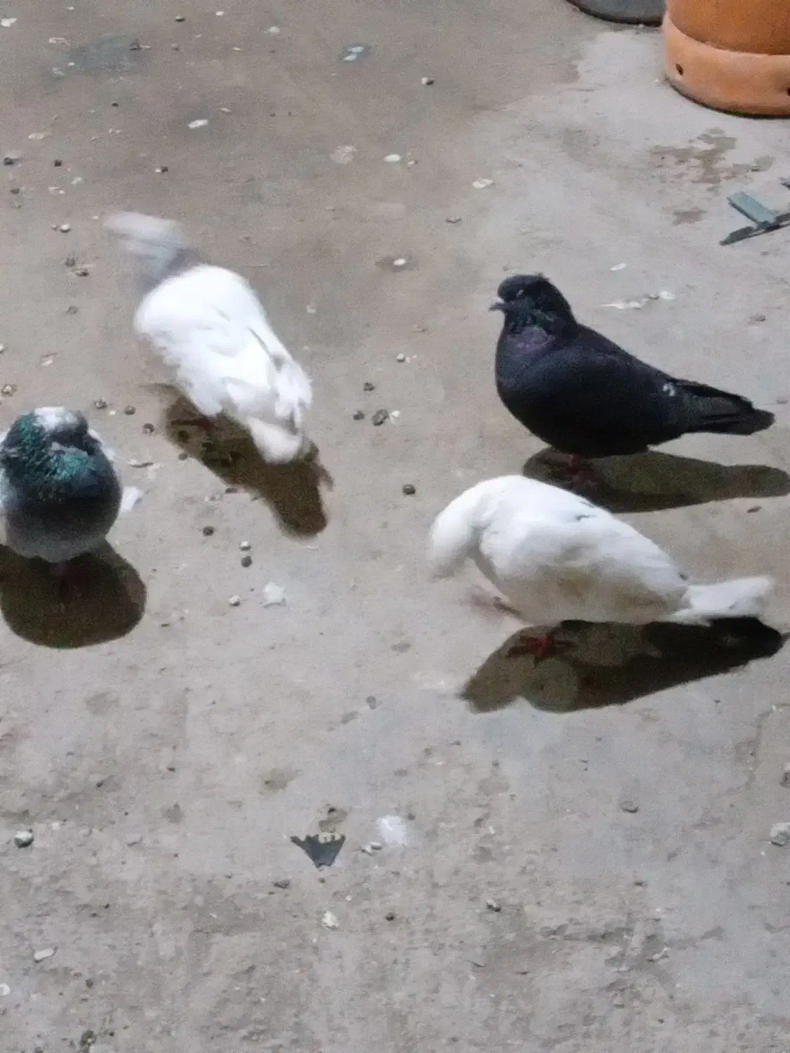 کبوتر|پرنده|مریوان, |دیوار