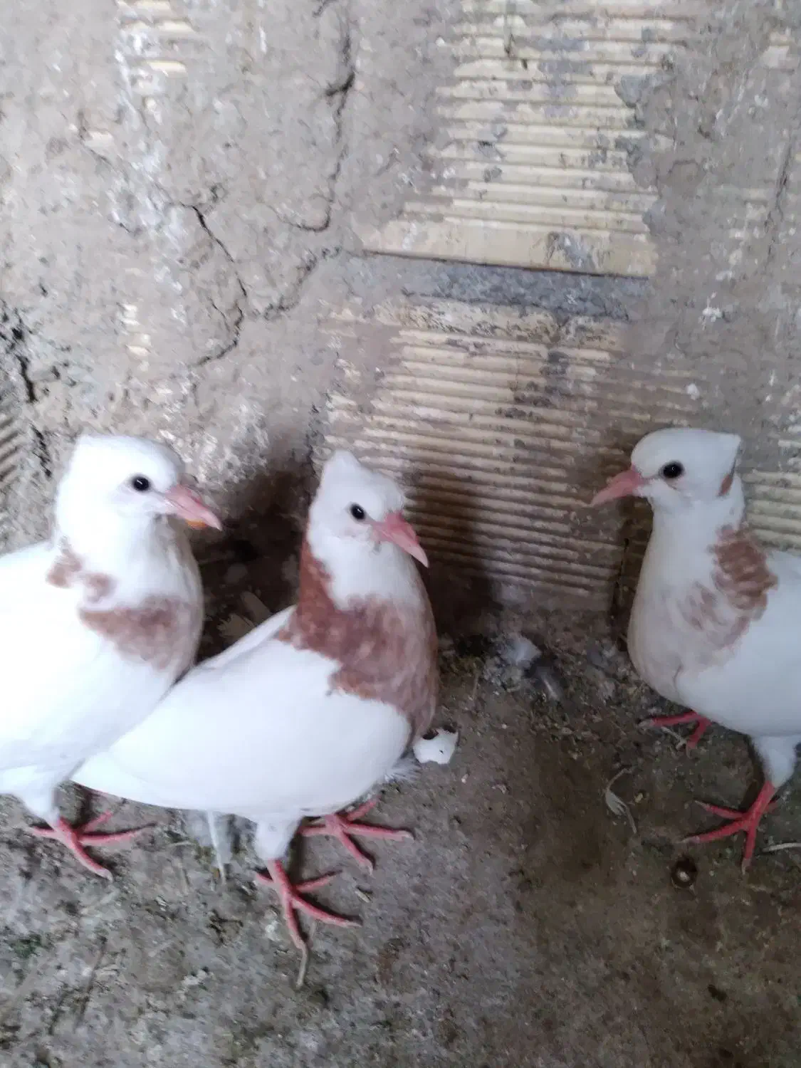 جوجه طوقی|پرنده|مبارکه, |دیوار