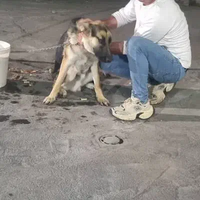 ژرمن نر یکسالونیم|سگ|سمنان, |دیوار