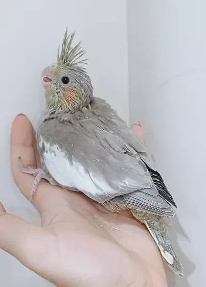 جوجه عروس سرلاکی|پرنده|فردیس, منظریه|دیوار