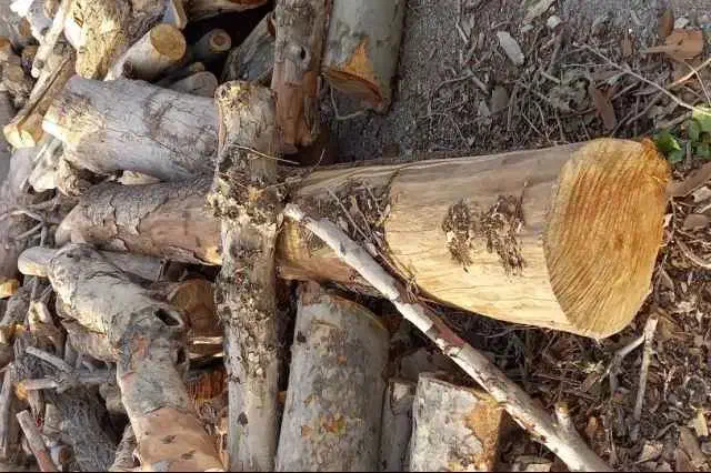 خریدار چوب|خدمات باغبانی و درختکاری|کویرات, |دیوار