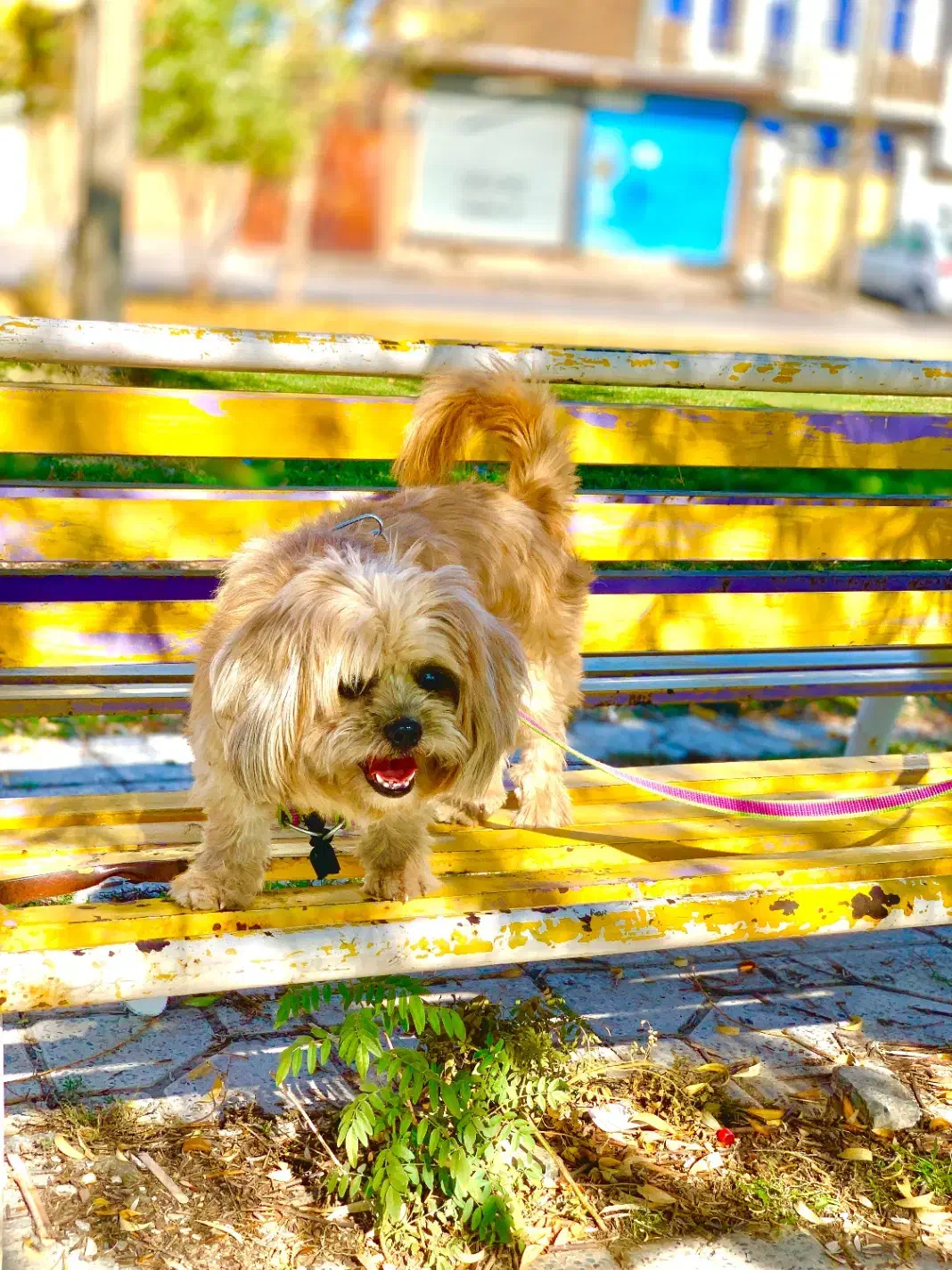 سگ خانگی باهوش|سگ|اسلام‌‌آباد غرب, |دیوار