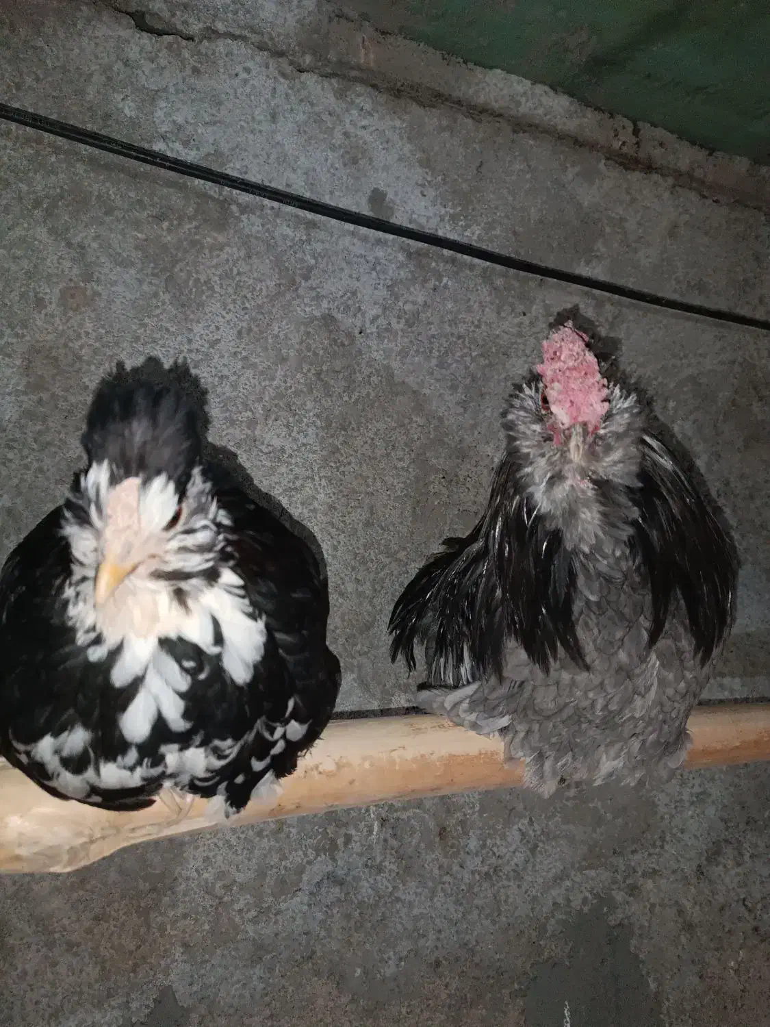 مرغ و خروس گلین فول|حیوانات مزرعه|نیریز, |دیوار