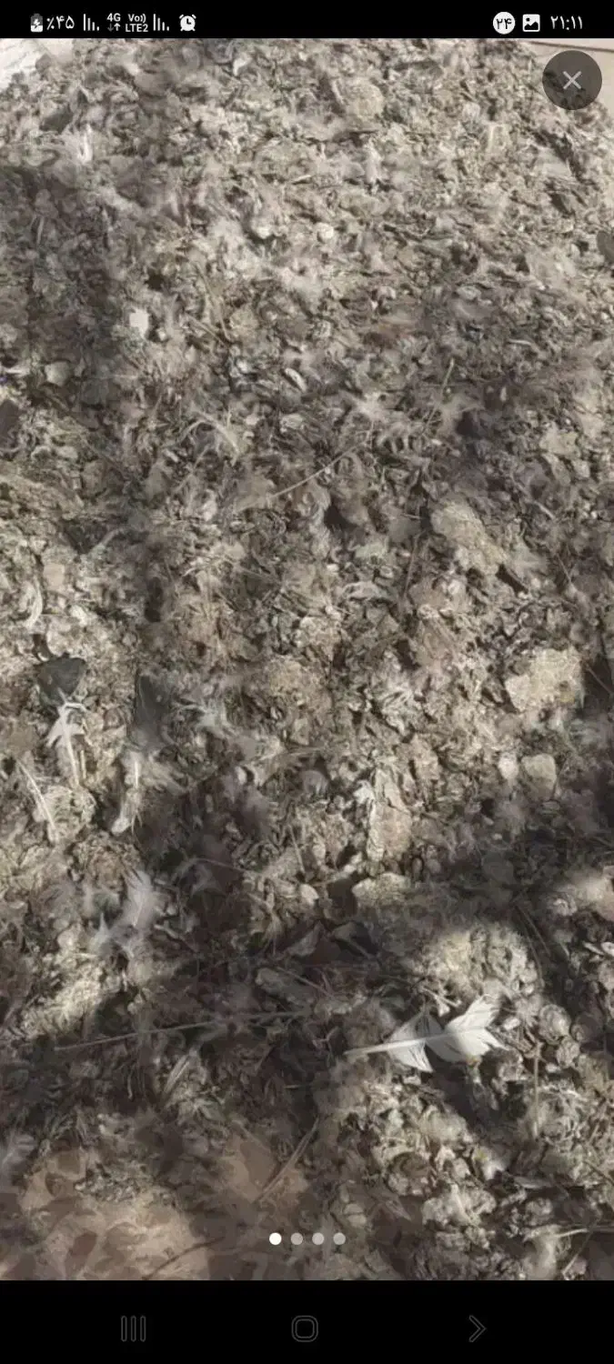 کود کبوتر|لوازم جانبی حیوانات|مشهد, کلاته برفی|دیوار