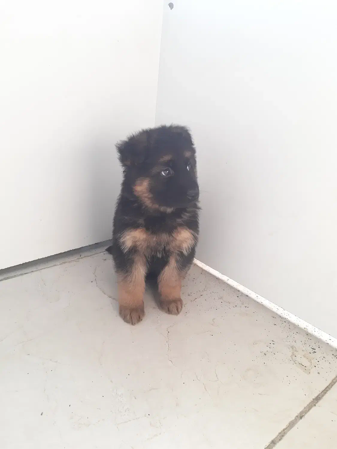 سگ ژرمن صورت مشکی و صورت روشن|سگ|کرج, چمن|دیوار