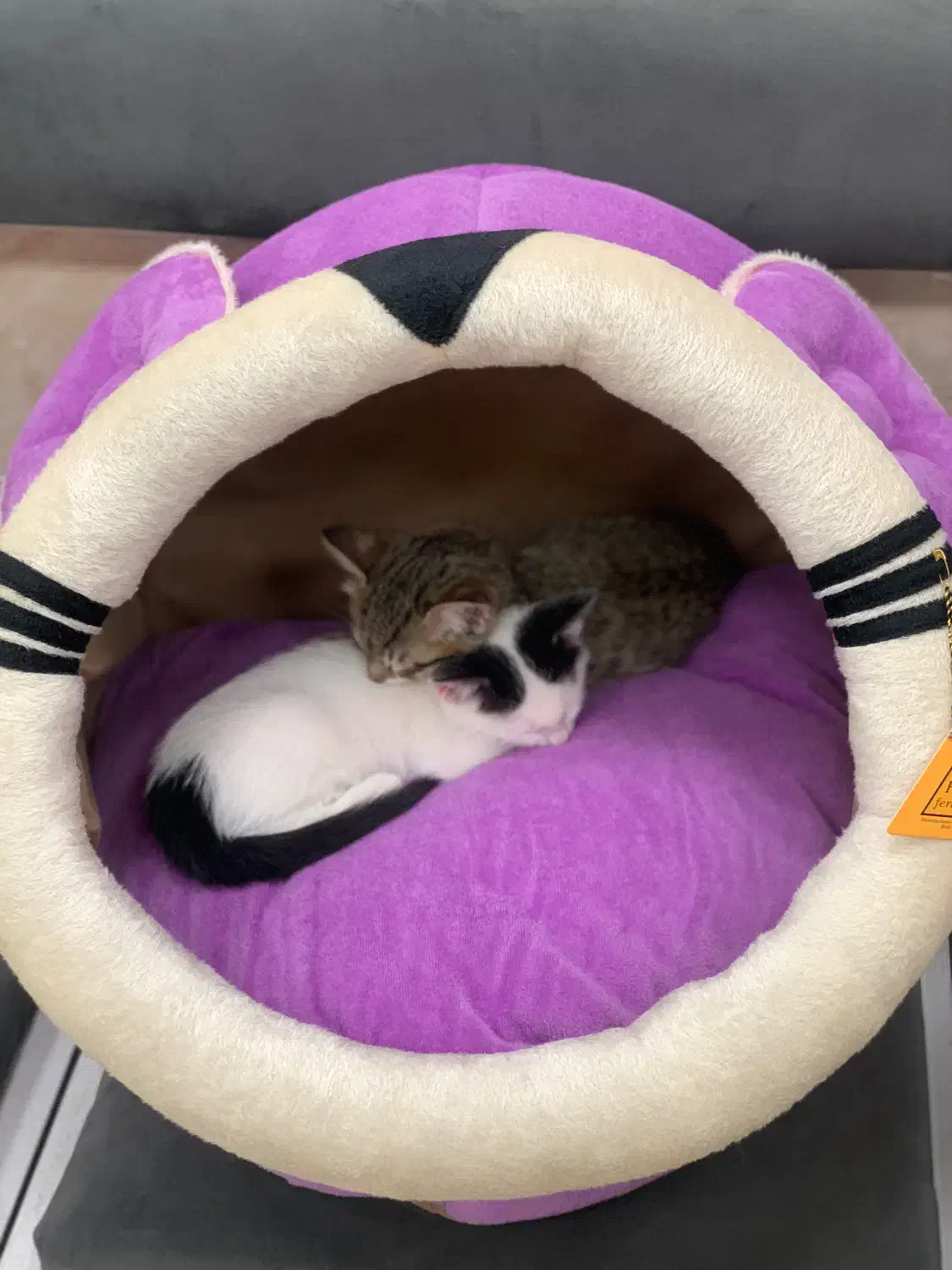 جای خواب پت|لوازم جانبی حیوانات|شیروان (خراسان), |دیوار