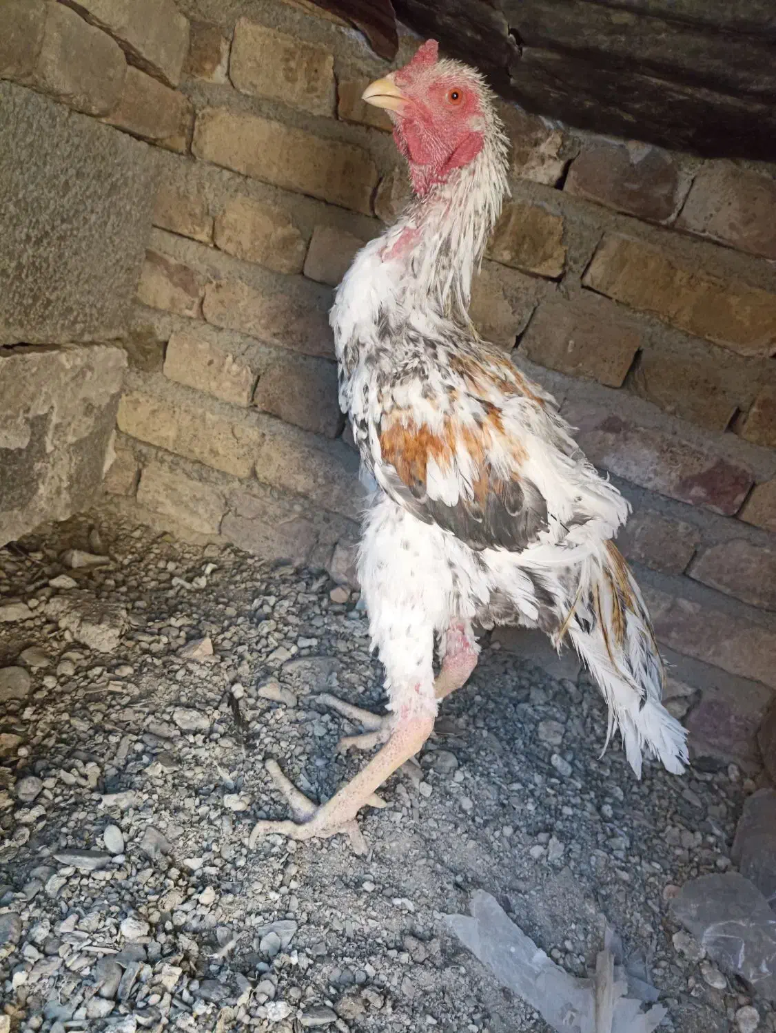 خروس|حیوانات مزرعه|سراوان, |دیوار