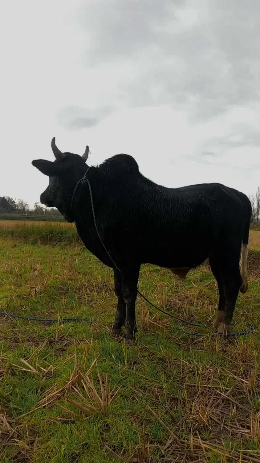 ورزا کوله چالوسی|حیوانات مزرعه|رشت, سعدی (تختی)|دیوار