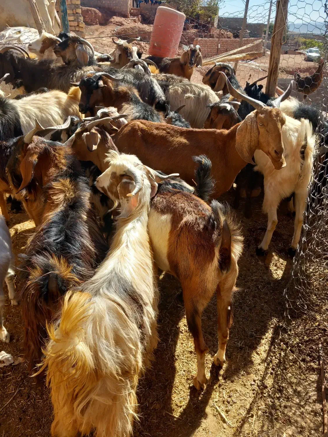 بزغاله فروشی|حیوانات مزرعه|کوهدشت, |دیوار