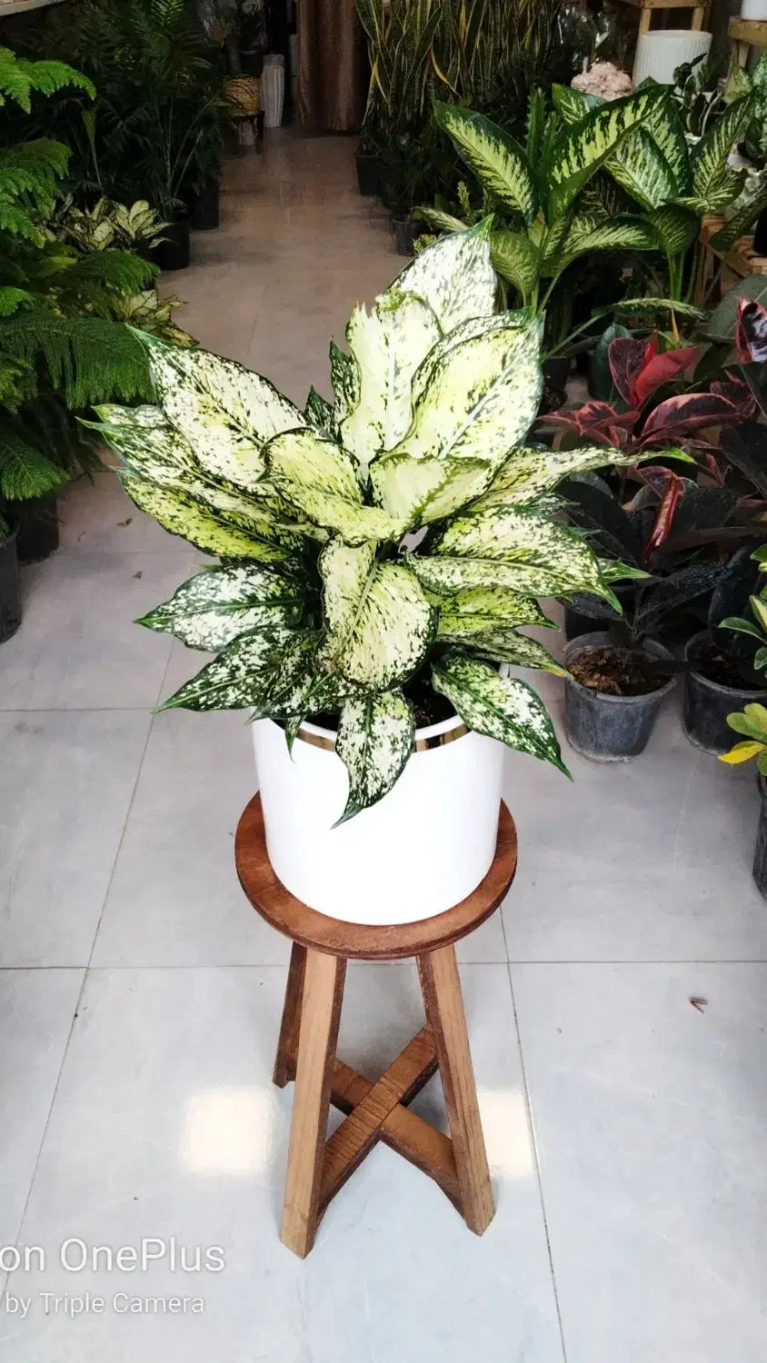 فروشگاه گل و گیاه آپارتمانی (طبیعی)|گل و گیاه طبیعی|تربتحیدریه, بی بی حسنیه|دیوار