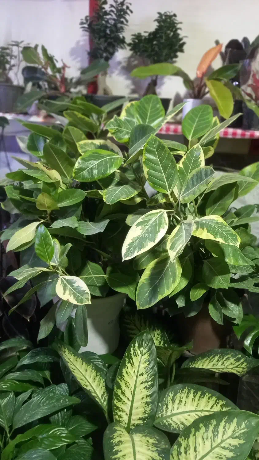 شارژ جدید گلهای گلکده ی ارکیده...|گل و گیاه طبیعی|سنقر, |دیوار