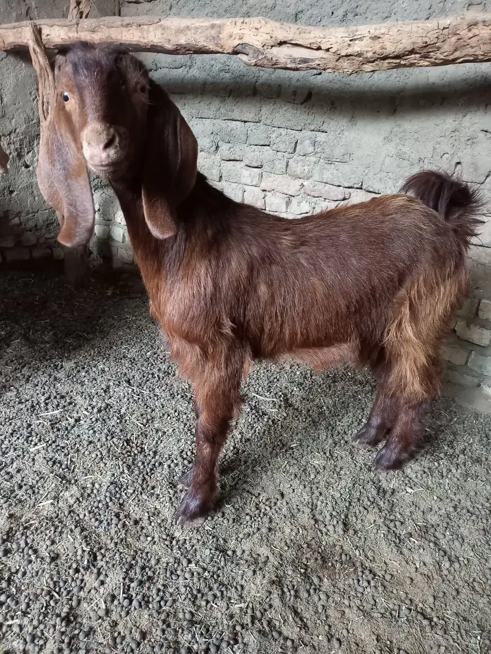 بزغاله ماده نژاد دار|حیوانات مزرعه|هامون, |دیوار