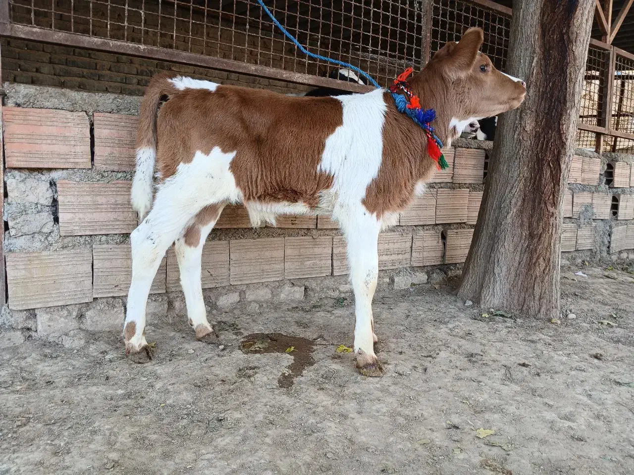 دو عدد گوساله سیمینتال نر جنس اصل تمیز از گاو|حیوانات مزرعه|آق قلا, |دیوار