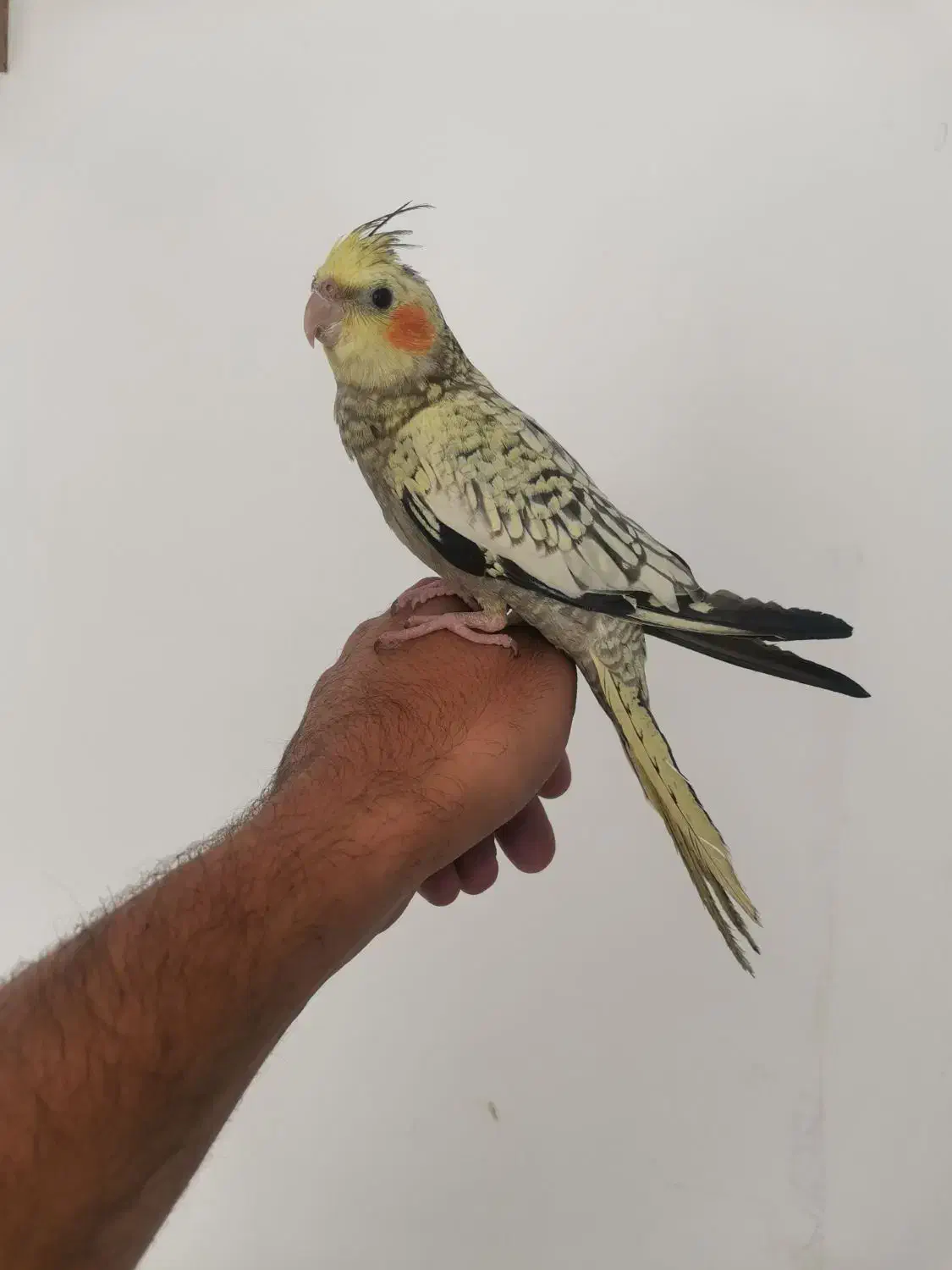 عروس هلندی جوان نر طاووسی فوق دستی|پرنده|تربتحیدریه, کاشانی|دیوار