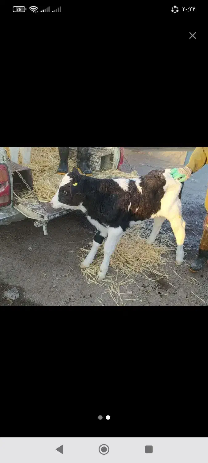 فروش گوساله شیری وقطع شیر درجه یک|حیوانات مزرعه|فشاپویه, |دیوار