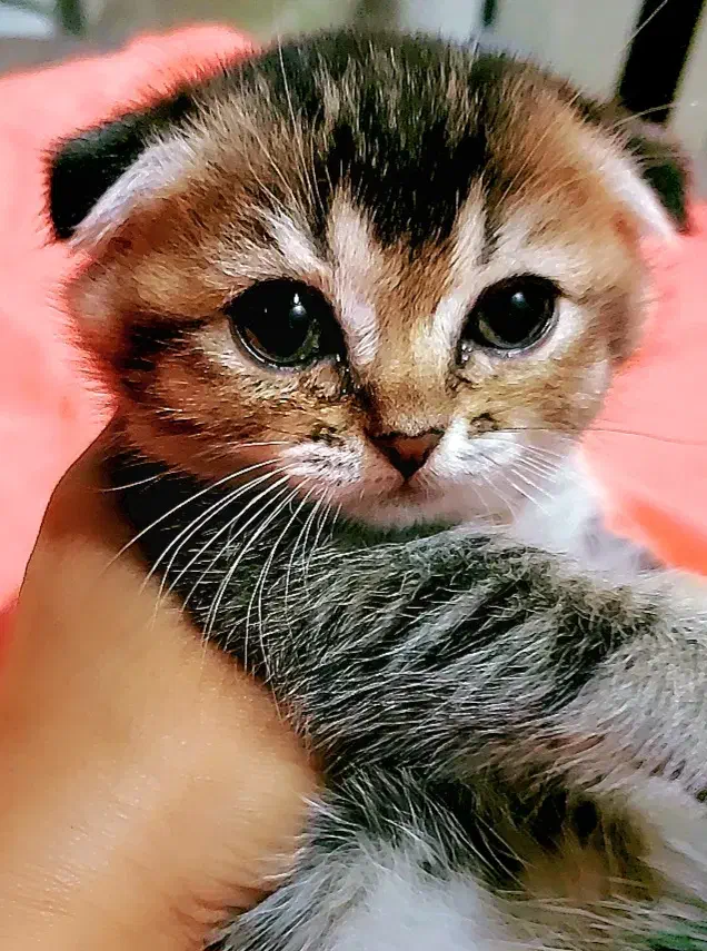 گربه اسکاتیش|گربه|تهران, سردارجنگل|دیوار