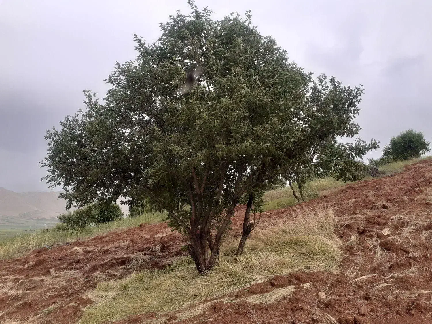 فروش فوری یک هکتار باغ بادام روانسر|فروش دفتر صنعتی، کشاورزی، تجاری|روانسر, |دیوار