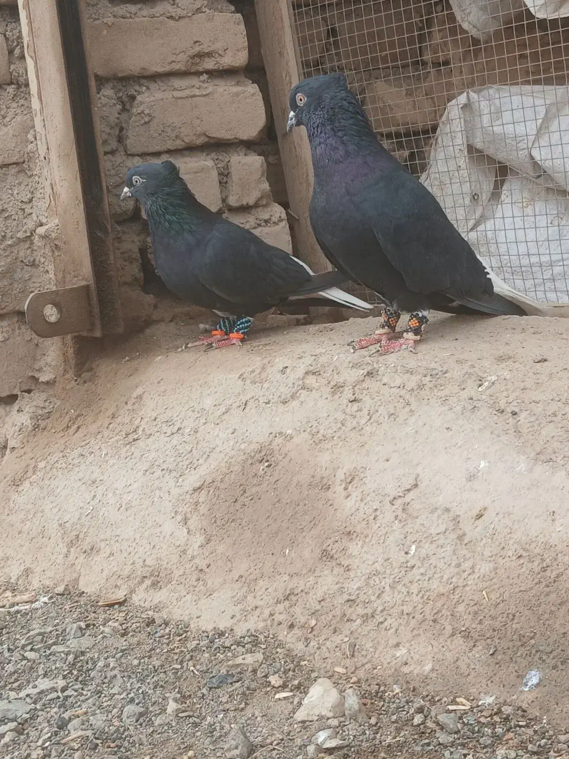 جفتگاه|پرنده|سبزوار, کهنه آب|دیوار