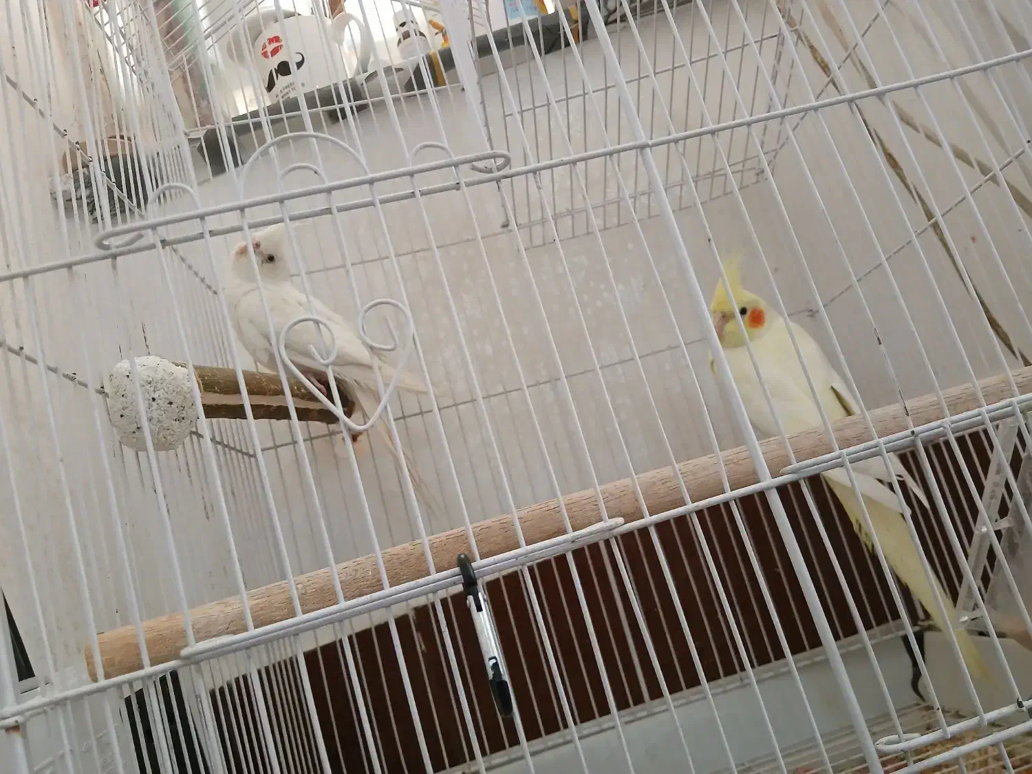 جفت عروس هلندی|پرنده|شوش, |دیوار