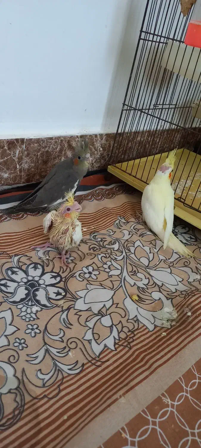 جوجه عروس هلندی|پرنده|الوند, |دیوار