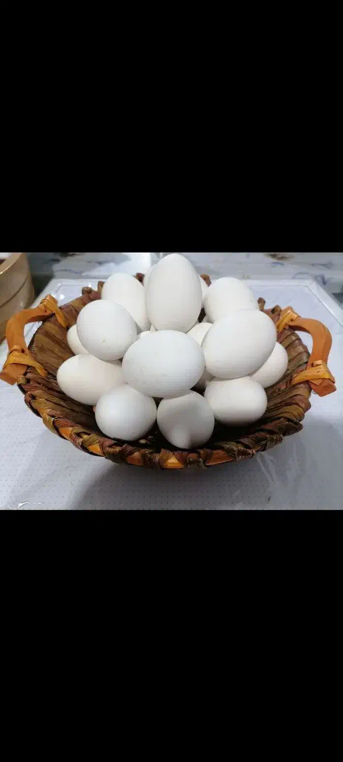 تخم غاز|حیوانات مزرعه|داراب, |دیوار