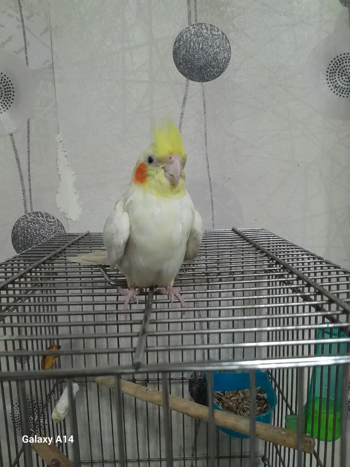 عروس هلندی|پرنده|کرج, شهرک شهرداری|دیوار