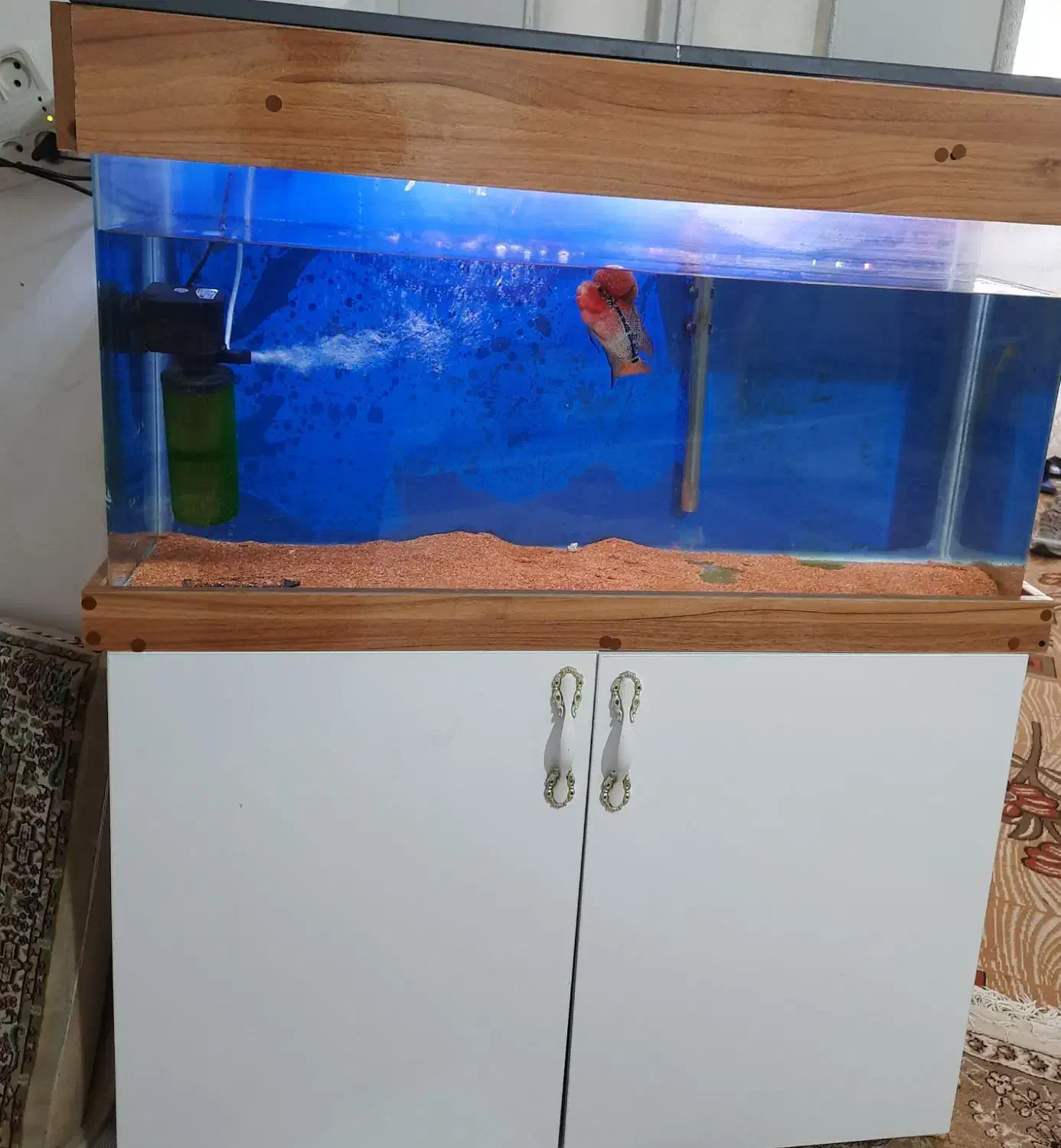 آکواریم|ماهی|سرپل ذهاب, |دیوار