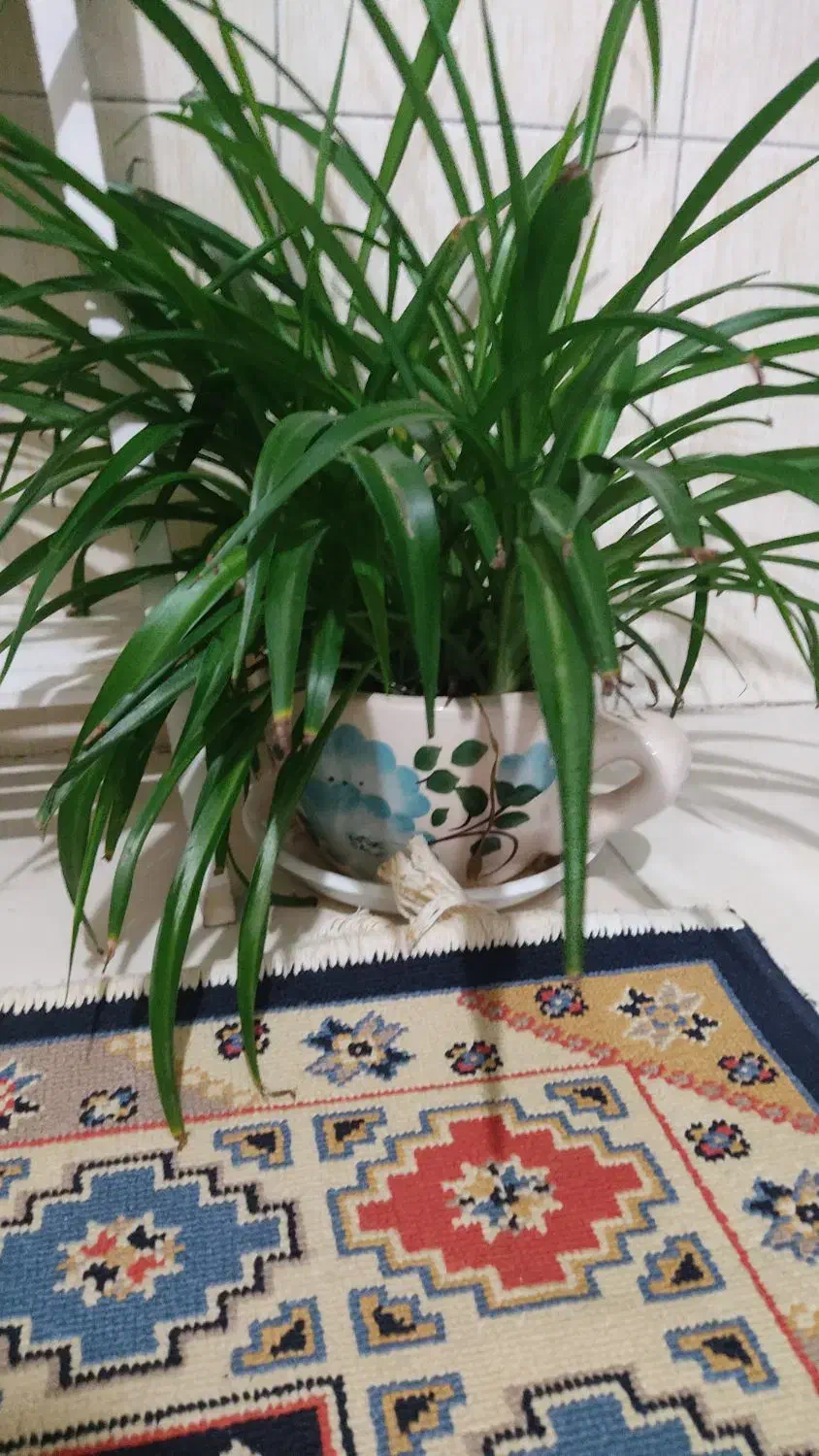 گل گندمی|گل و گیاه طبیعی|اندیشه, اندیشه فاز ۱|دیوار